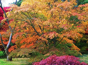 Westonbirt