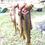 Thumbnail: TENKARA FISHING ADD ON TRIP