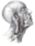 diagram of 7th cranial nerve bells palsy treatment acupuncture oakland