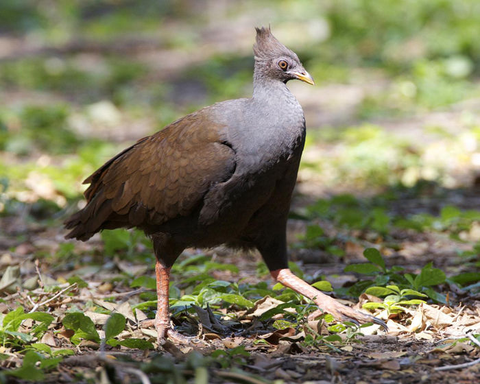 Tongan Megapode