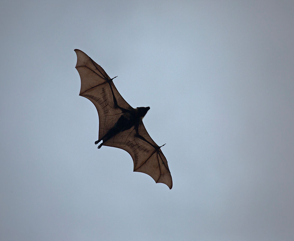 Insular Flying Fox