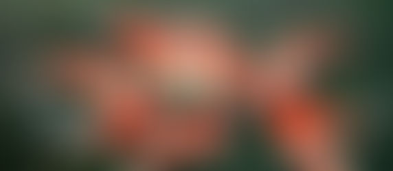 CUANDO LA ABUNDANCIA NO ES BUENA