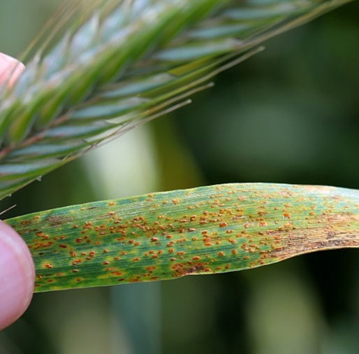 Planta de trigo enferma con Roya de la hoja