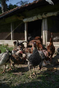 Desi Chicken & Duck Farming.jpg