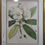 Thumbnail: Pair of Framed Botanical Prints 27" x 34" $349.00