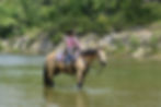 SmallsHorseinWater.jpg