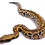 Thumbnail: Blood Python