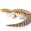 Thumbnail: Blue Tongue Skink