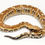 Thumbnail: Blood Python
