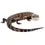 Thumbnail: Blue Tongue Skink