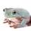 Thumbnail: Australian Green Tree Frog