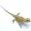 Thumbnail: Hypo Bearded Dragon