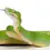 Thumbnail: Green Tree Python