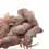 Thumbnail: Frozen Fuzzy Mice