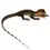 Thumbnail: Asian Water Monitor