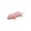 Thumbnail: Frozen Fuzzy Mice