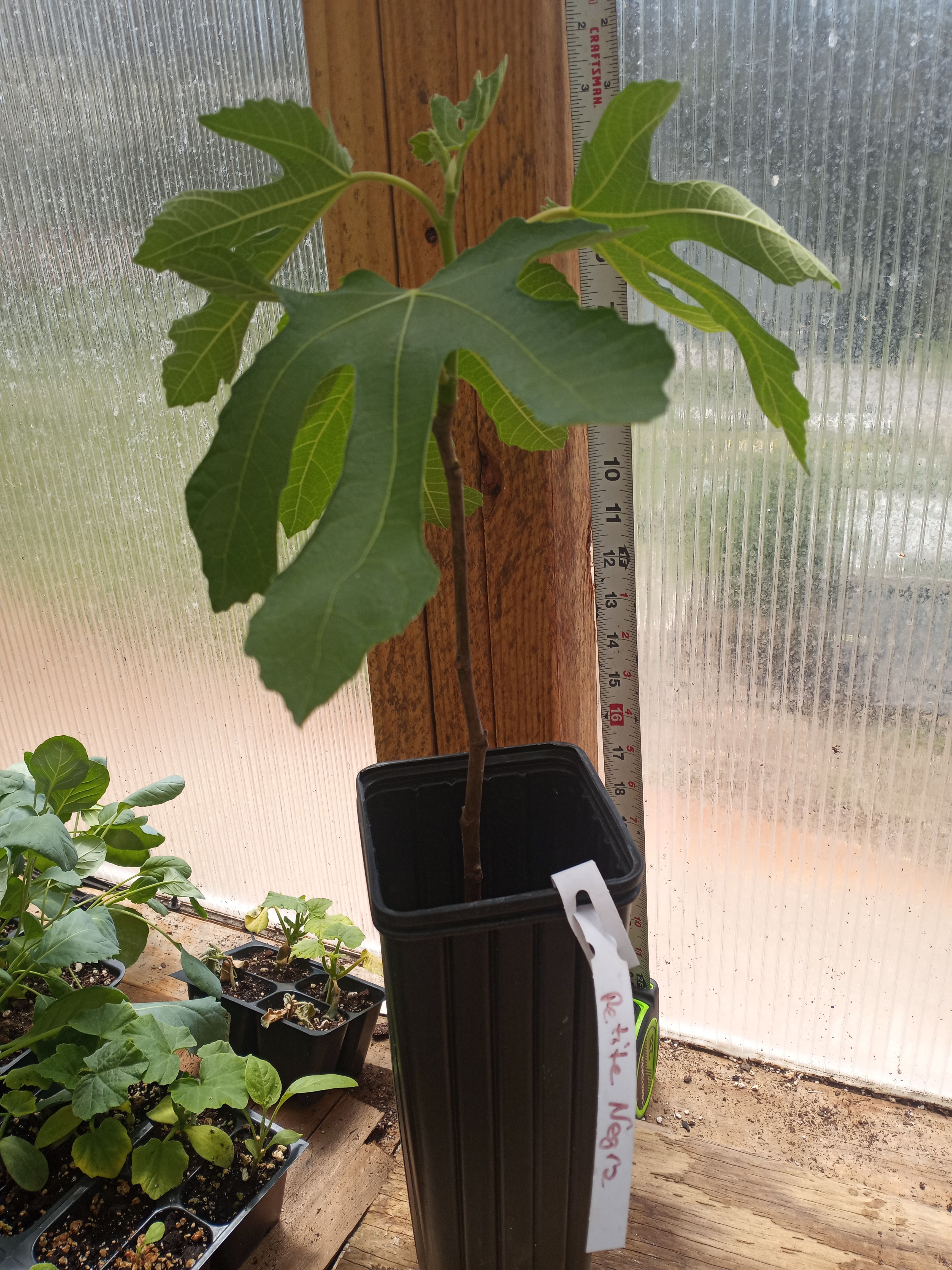 Petite Negra or Petite Negri