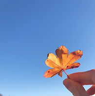 CCD27DE8-AABB-4C47-A7FE-26ED05A1D3E1.JPG