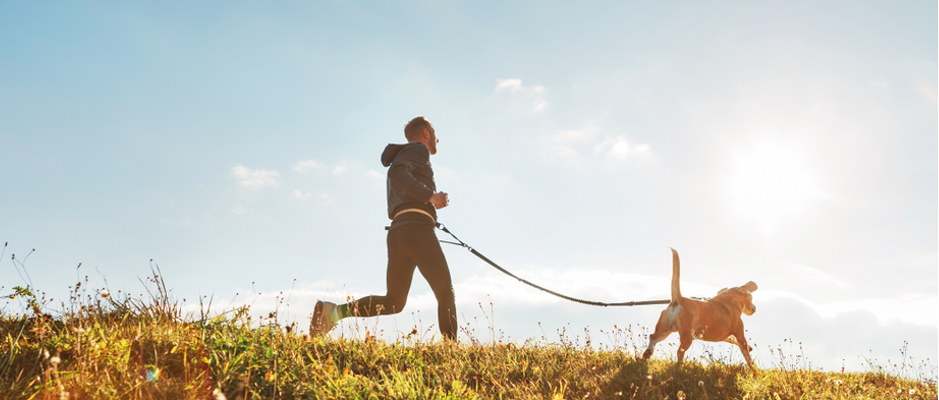 dog running equipment