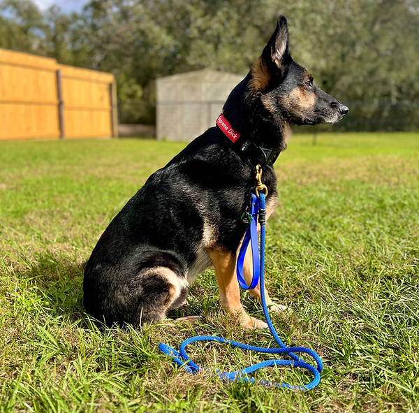 sako with blue leads.jpg