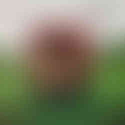 Jason Falkner - Presents Author Unknown