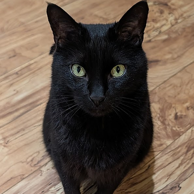 Mr. Runt