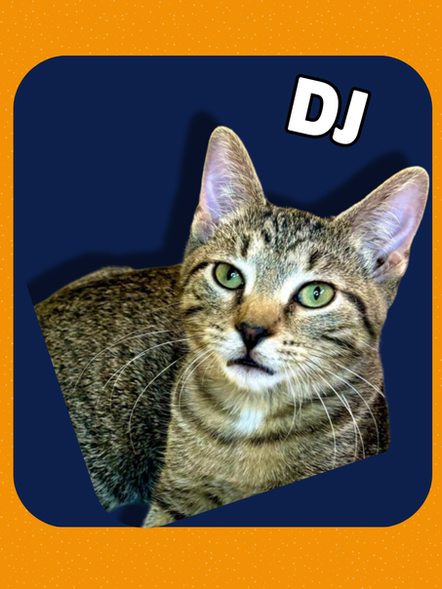 Dj profile
