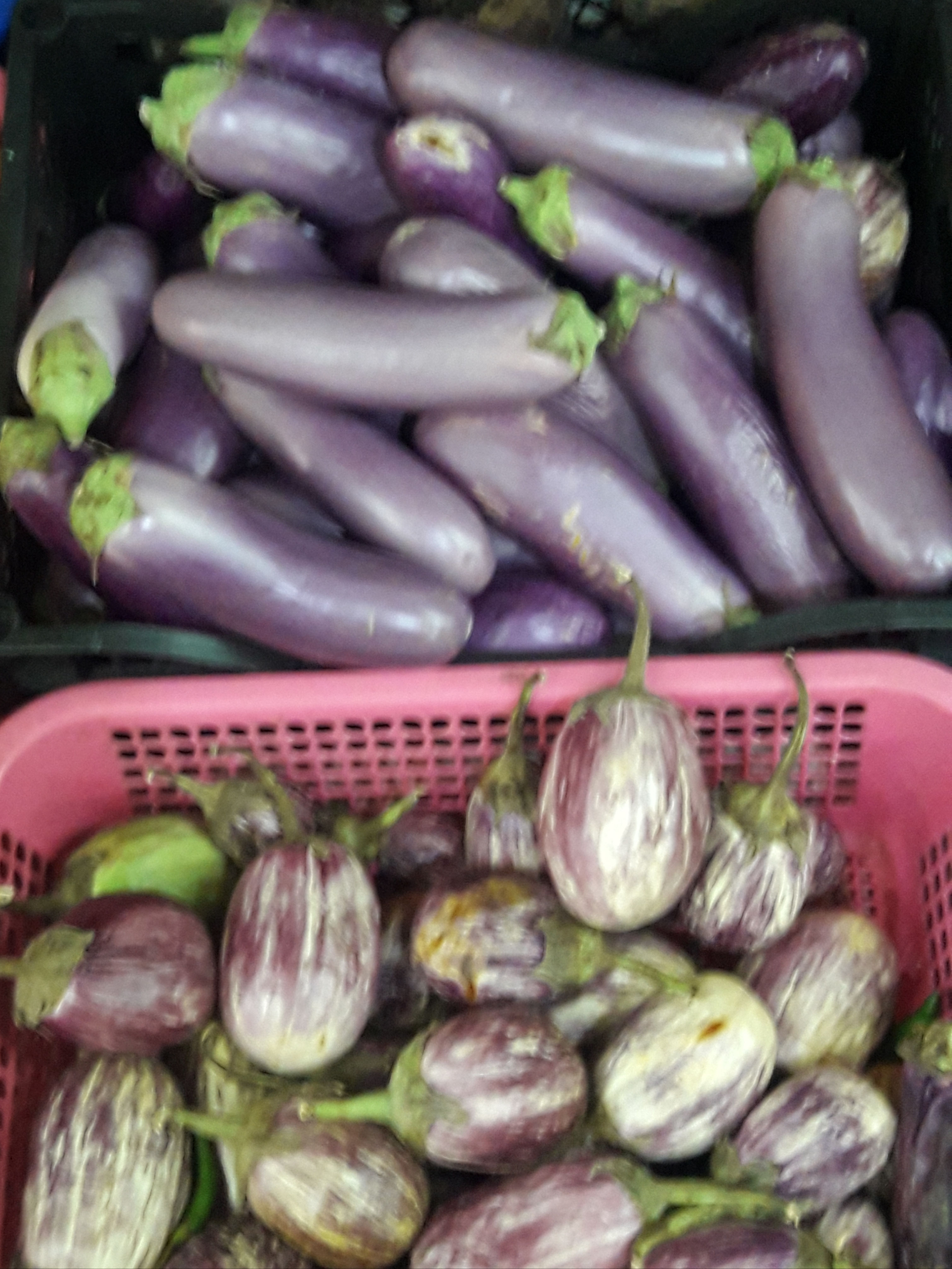 Brinjal 