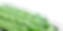 Waldmeister