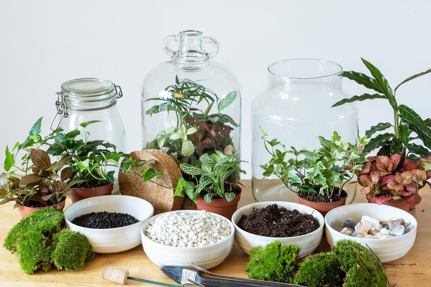 Jar and Fern Virtual Terrarium