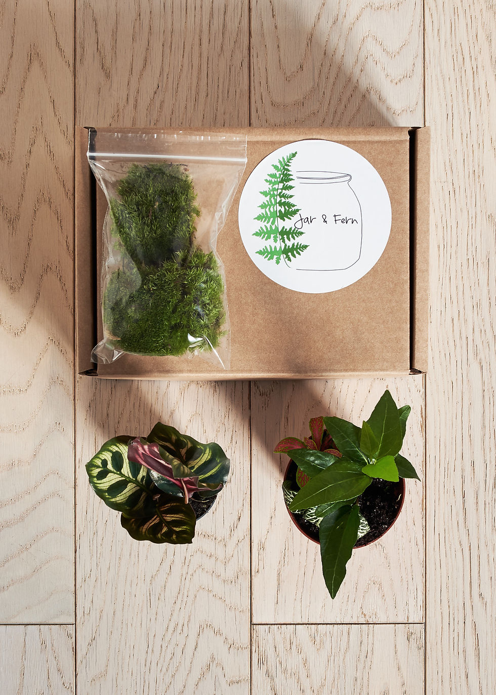 large terrarium plants