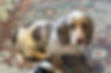 male puppy.jpg