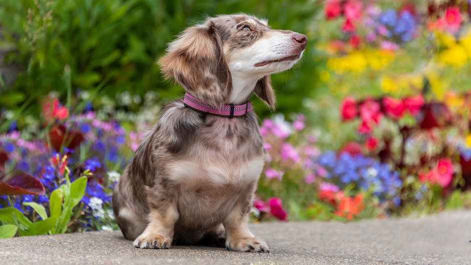 Home Red Dirt Dachshunds Arkansas Dog Breeder