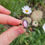 Thumbnail: Lepidolite Sterling Silver Ring "Made To Order"