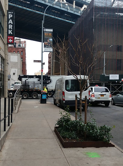 A Tree Grows in Brooklyn