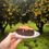 Thumbnail: Buckwheat & Cacau cake + Almond & Orange topping