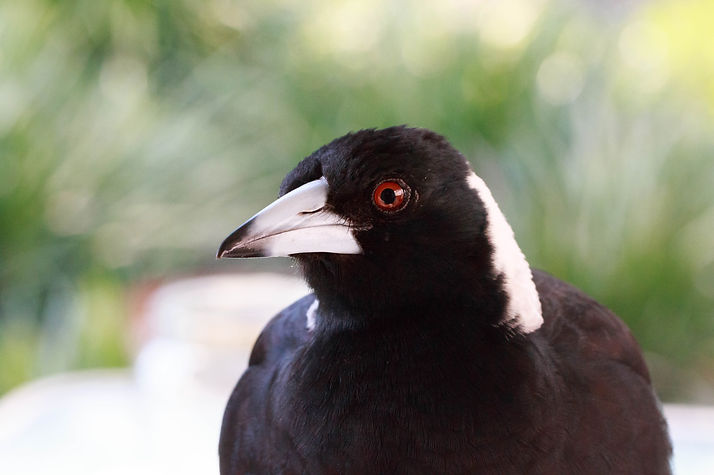 Mumma Magpie copy.jpg