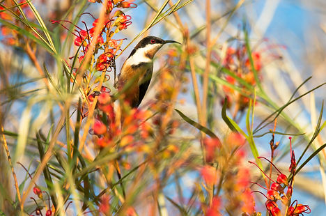 eastern spinebill eating-0852.jpg