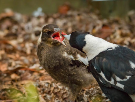Feathered Babies