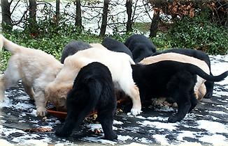 Hovawart puppies eating