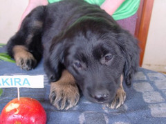 Akira von Gaudihof sm puppy hovawart