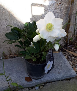 image00009.jpeg
