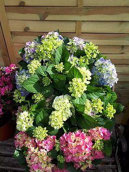 image00019.jpeg