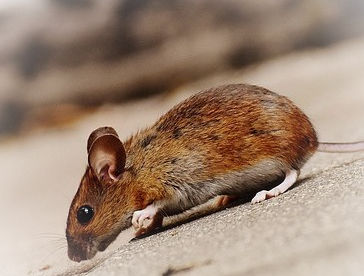 Mice Loveland Ohio