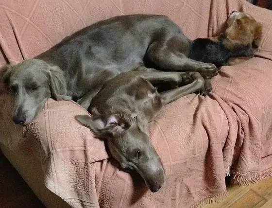 Longhair Weimaraners Australia Weischoice Weimaraners