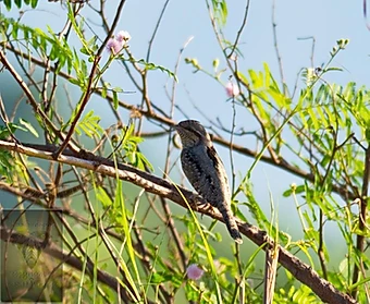 Eurasian Wryneck at Pak Phli