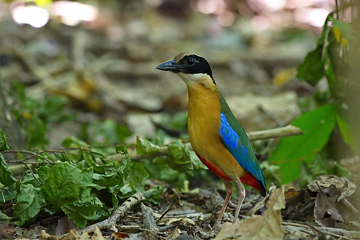 Blue-Winged Pitta at Koh Man Nai