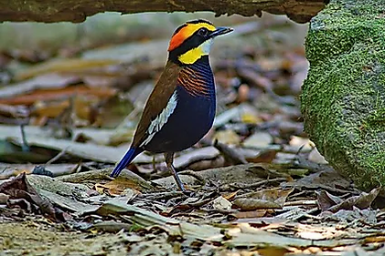 Sri Phang Nga National Park-Malayan Banded Pitta.