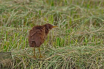 Cinnamon Bittern