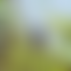 My Woodpeckers of Thailand